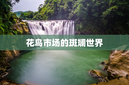 花鸟市场的斑斓世界